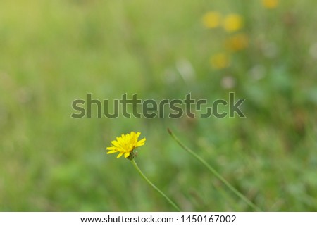 small yellow flowers with green leaf background