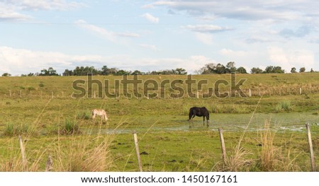 Two farm horses drinking water in a small pond. Landscape of rural area where an old horse and another young drink water in a pond covered with grass jar.
