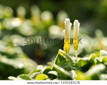two upright closed white flowers backlit and. covered in morning dew; selective focus