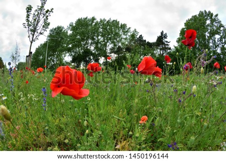 Poppies, cornflowers, lupines and grass on a busy street in the city with cars in the background while moving.