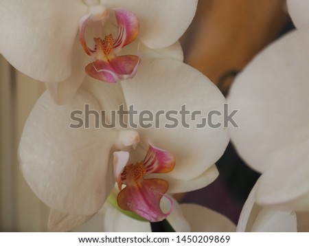 mediterranean orchid jardin floral nature colors natural spain