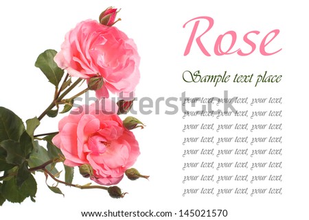Beautiful festive greeting card with pink roses isolated on white background