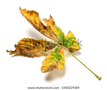 Dry multicolor autumn leaf of chestnut. Isolated on white background with shadow.