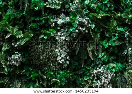 Plants for lush green backgrounds covered on the wall. Exotic interior or exterior for design decorate in house.