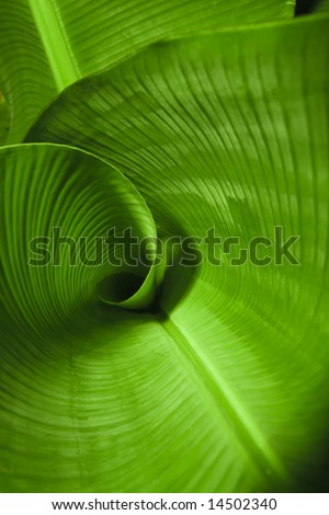 A curled banana leaf closeup Royalty-Free Stock Photo #14502340