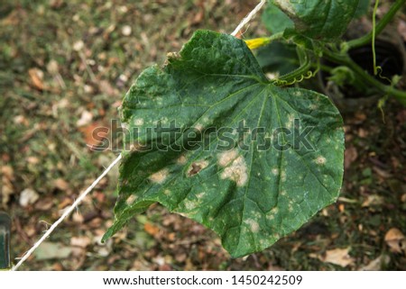 Pest damaged cucumber leave caused by harmful insects, larvae, plant fungi, thrips and other diseases. Plant sickness  in agriculture, horticulture and home gardening. Royalty-Free Stock Photo #1450242509