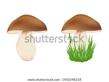 mushroom aspen with a brown hat on a strong leg in the green grass. isolated on white background