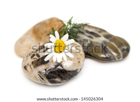 daisy flower and pebbles on white background