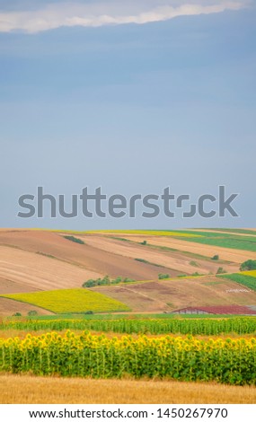 Sunflower field against background of multi-colored farm fields with colorful agricultural crops.  Farming in Turkey. Agricultural field in the suburbs of Istanbul, Silivri. Selective focus image.