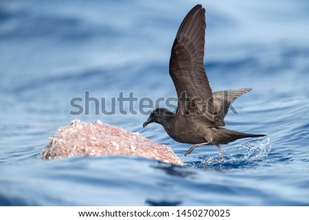 Bulwer's Petrel (Bulweria bulwerii) in flight over the ocean off Madeira. Feeding over a chunck of frozen chum.