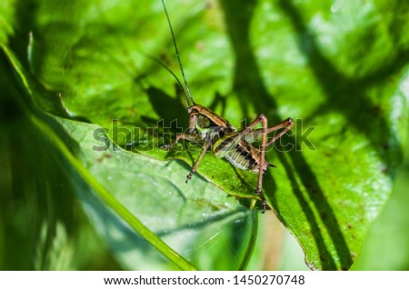 Grasshopper on a green blurred background. Photo of an insect in a natural lashcape.