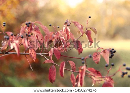 Branch with red leaves and black berries on a sunny day against bokeh background. Cropped shot, horizontal, free space, no people, blur, outdoors, close-up. Concept of the seasons, natural beauty.
