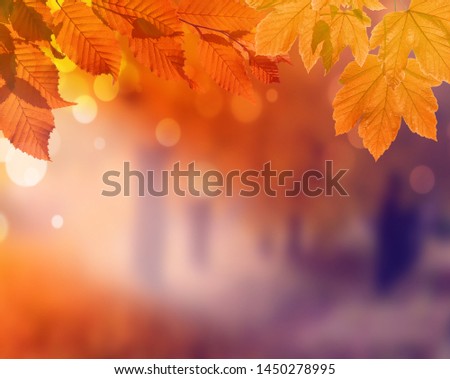 Autumn background. Orange leaf in autumn park on a blurred background.
