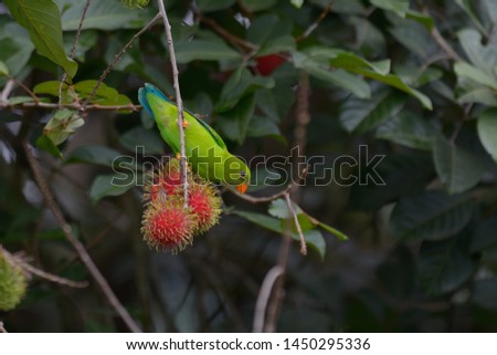 Vernal Hanging Parrot enjoy rambutan, Beautiful small parrot in Thailand.