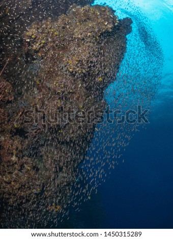 Swirling reef fish swimming around rock in New Britain, Papua New Guinea