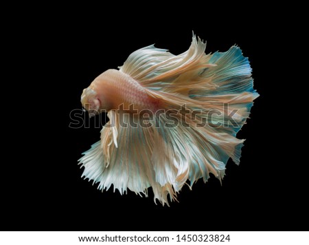 siamese betta fighting with beautiful colors on black background with clipping path