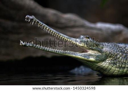 The gharial (Gavialis gangeticus), also known as the gavial, is a crocodilian in the family Gavialidae. One of the most endangered crocodile species. Royalty-Free Stock Photo #1450324598