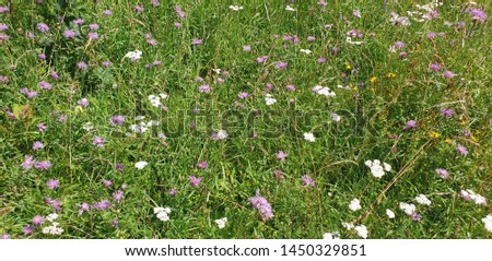 Wildflowers in the summer. Purple flowers in the meadow.