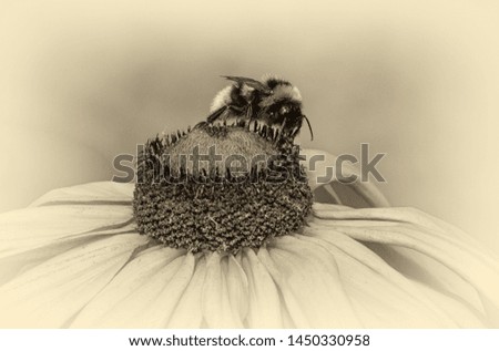 Bee sitting on flower of Rudbeckia, commonly called coneflowers and black-eyed-susans (stylized retro)