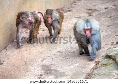 three hamadryas Baboon monkey walking together