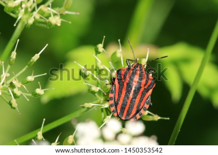 Graphosoma lineatum, the Striped bug and Minstrel bug