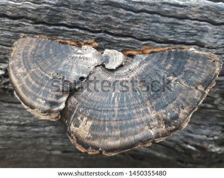 Big flower mushroom on the surface of timber in the forest