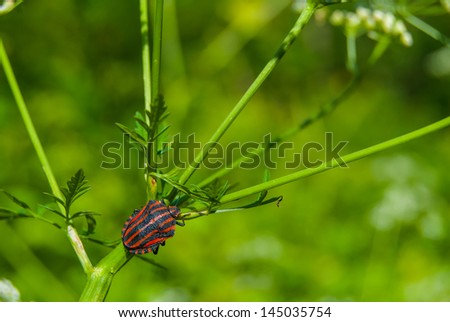 red striped bedbug on green  flower stem in the forest