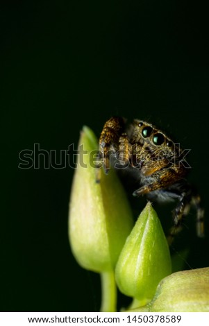 The spiderin in Malaysia Penang island. Royalty-Free Stock Photo #1450378589