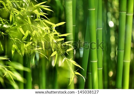 Asian Bamboo forest with morning sunlight. Royalty-Free Stock Photo #145038127