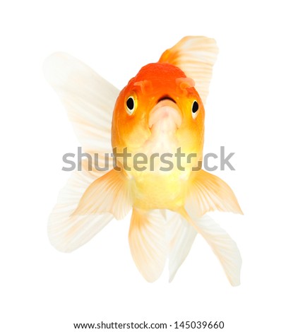 Gold fish. Isolation  on the white