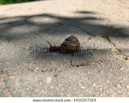 Snail is running over a road with asphalt