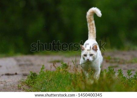 A white pet cat prowling through grass