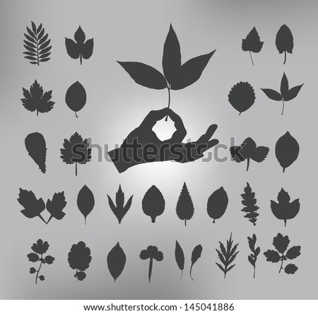 leafs. Vector illustrationtion