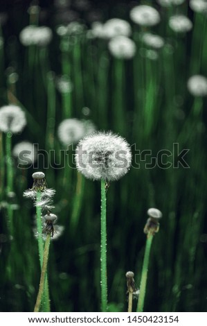 Meadow dandelions on the background of green grass. Copy space. Wallpaper. Selective focus