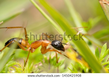 Black head black tail and orange body sugar ant shot through the green grass