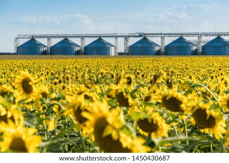 Blossoming sunflower field with a crop storing elevator on a background. Sunflower oil production concept