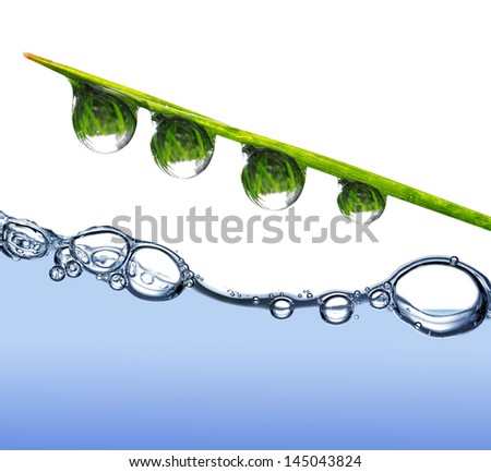 Fresh grass with dew drops above the water level