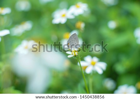 A beautiful garden of daisies blooming in the morning sun with many kinds of insects.