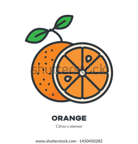 Orange fruit icon, outline with color fill style vector illustration, whole fruit and cross-section