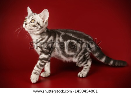 Studio photography of an American shorthair cat on colored backgrounds