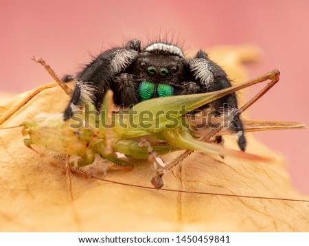 A Male Phidippus Regius eating a grasshopper. Macro Close-up. A beautiful Jumping Spider having a dinner on the leaf. Black-coloured Spider.