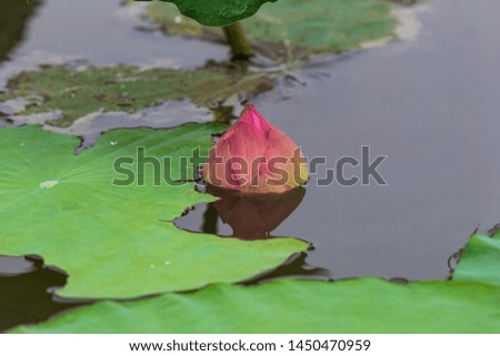 The pink lotus bud that is ready to bloom with its fresh green leaves in the soft light of the morning in the summer gives a calm and refreshing feeling.