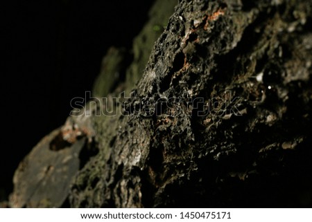 old wood bark close up at night 