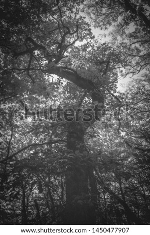 
Black and white photo of an old winding tree.
