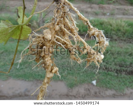 Root knot nematode in vegetable (bittergourd) Royalty-Free Stock Photo #1450499174