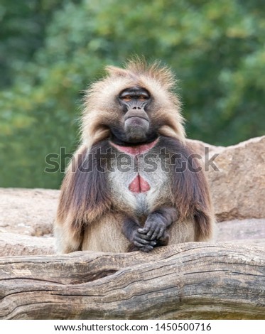 Frontal view of a male Gelada (Theropithecus gelada)