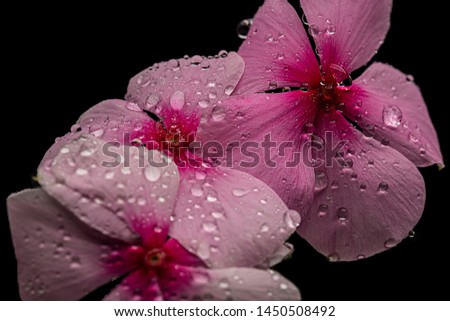 Three vinca flowers with rain or water drops on their petals isolated against a black background
