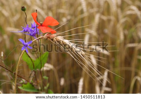 wonderful summer landscape. flowers bluebottle and poppies in the middle of the wheat field. The idea of ​​the concept of harvest. rural landscapes with blue sky with the sun. creative image.