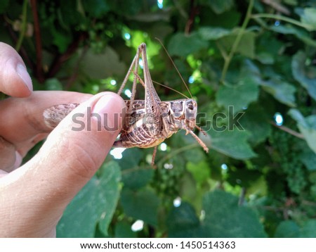 Gray grasshopper in man's hand. Grasshopper caught decticus verrucivorus