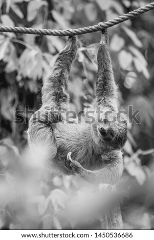 sloth hanging on a rope, Czech republic, Zlin